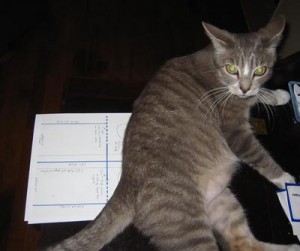 01-removecat